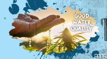 La importancia de la calidad del agua en el cultivo de marihuana