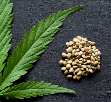 best cannabis seeds from top cultivars