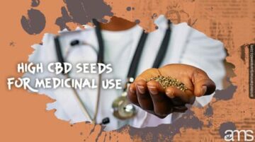 שחרור הפוטנציאל הטיפולי של זרעי CBD גבוהים | AMS