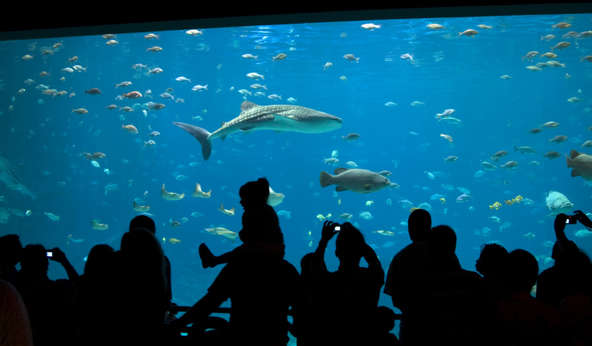Zdjęcie przedstawiające sylwetki ludzi podziwiających ryby, w tym rekina wielorybiego i granika, w akwarium.