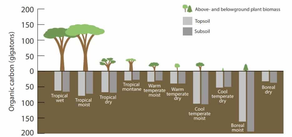 Types of forests amount of carbon sequestered