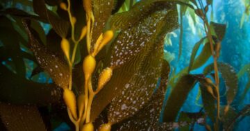 Unde înfloresc crustaceele, algele marine și circularitatea | Greenbiz