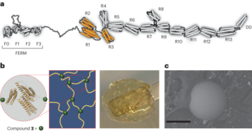 חומר בולם זעזועים העשוי מחלבון רגיש למכנו - Nature Nanotechnology