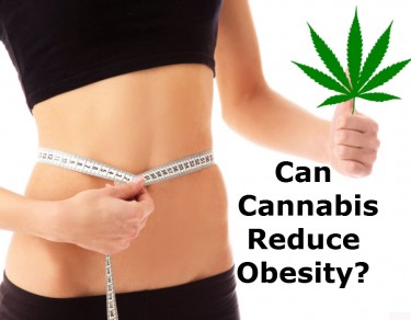 OBESITY AND CANNABIS STUDY