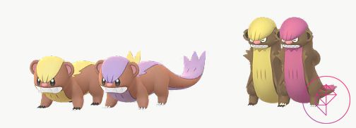 Yungoos and Gumshoos with their Shiny forms. Shiny Yungoos’ yellow fur turns lavender and Shiny Gumshoos’ yellow fur turns pink.
