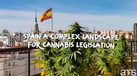 view of Madrid in Spain and cannabis plants