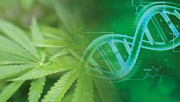 Cannabis forbundet med epigenetiske ændringer: undersøgelse