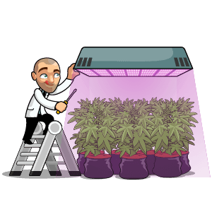 Cannabis plantetræningsmetoder