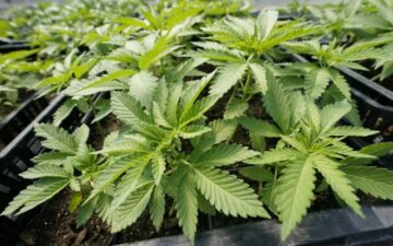 Изменения, вносимые в упаковку марихуаны в Миссури - Связь с программой медицинской марихуаны