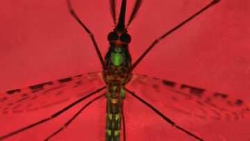 CRISPR'd mygg med alle mannlige avkom kan bidra til å utrydde malaria