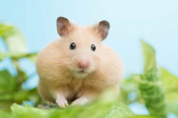 Krypto-Händler wetten bis zu 500 $ auf Hamsterrennen