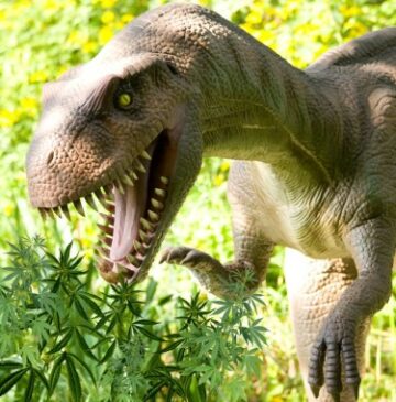 Dinosaurer spiste cannabis og 9 andre skøre fakta om ukrudt, du aldrig vidste