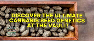 The Vault で究極の大麻種子の遺伝学を発見してください!