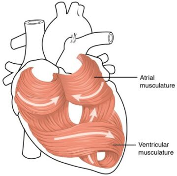 섬유 주입 잉크로 3D 프린팅된 심장 근육의 박동 가능