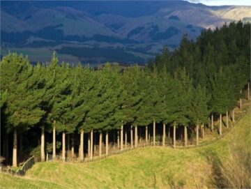 آب و ہوا کے اہداف کے ساتھ جنگلات کی سرمایہ کاری خطرے میں ہے۔