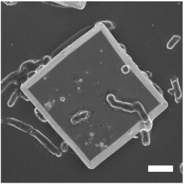 Imaginile arată cum microbii alimentați cu energie solară transformă CO2 în bioplastic