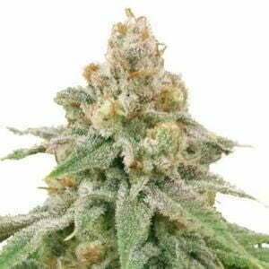 LA Kush Cake Weed Strain Information and Review