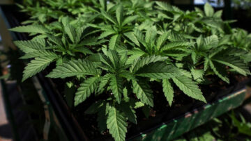 Marijuana tops illicit drug cases – FBC News - Medical Marijuana Program Connection