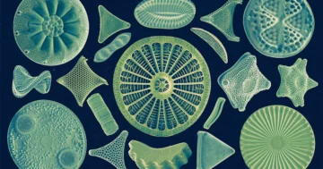 Mikrober fick fotosyntes superkrafter från en "protonpump" | Quanta Magazine