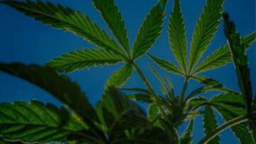 Mulig Aspergillus-kontamination giver anledning til frivillig tilbagekaldelse af visse marihuanaprodukter - Arizona Daily Independent - Medicinsk marihuanaprogramforbindelse