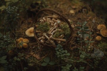 Ciuperci cu psilocibină în Colorado | Este legal și de unde puteți obține