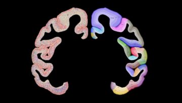 Вчені щойно представили найповнішу карту кори головного мозку мавпи