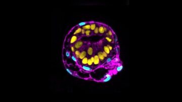 Científicos compiten para diseñar modelos de embriones humanos a partir de células madre