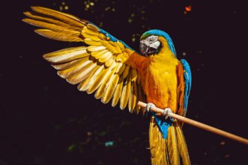 Das auf Solana basierende Parrot-Protokoll stößt auf Kritik an Plänen zur Abschaffung von Token