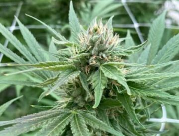 Kaks musta Florida farmerit saavad marihuaanalitsentsi – meditsiinilise marihuaana programmi ühendus