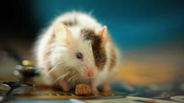놀라운 새로운 단백질 플레이어가 늙은 쥐의 기억력을 회복하다