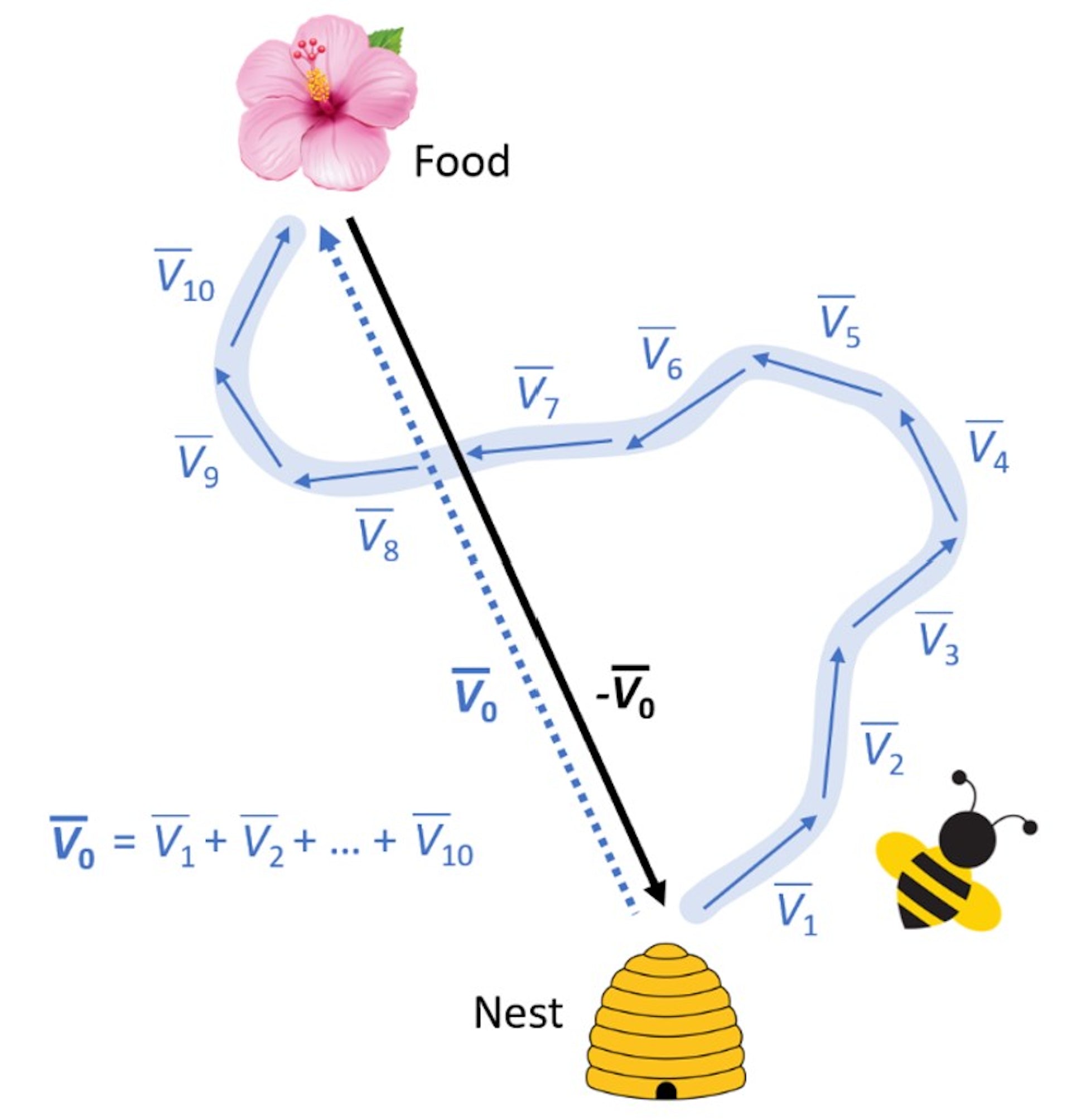 نموداری که پرواز زیگزاگ زنبور و مسیر مستقیم خانه را نشان می دهد.