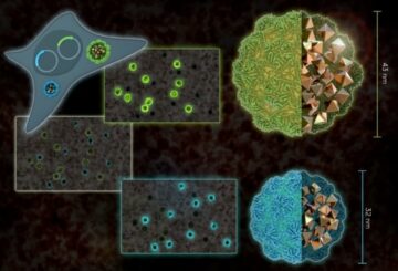 Les nanostructures bactériennes agissent comme des rapporteurs de gènes compatibles avec le microscope électronique – Physics World