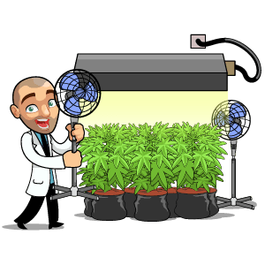 Best Places to Grow Cannabis In The House