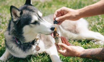 روغن CBD و استرس برای حیوانات خانگی