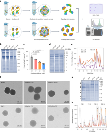 Cholesterol modulates the physiological response to nanoparticles by changing the composition of protein corona - Nature Nanotechnology