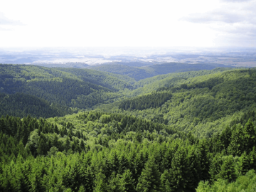 Climate change threatens Germany's fairy tale forests