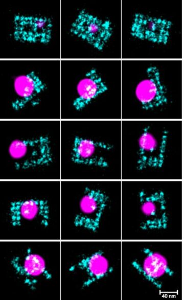 Una técnica de imágenes de vanguardia arroja luz sobre cómo se apilan las hebras de ADN