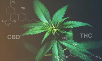 Data Suggests The Perfect CBD To THC Ratio