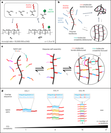 Динамічні матриці з кодованою в ДНК в'язкопружністю для культури клітин і органоїдів - Nature Nanotechnology