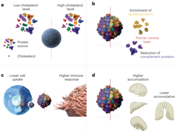 Effetti del colesterolo sulla corona biomolecolare - Nature Nanotechnology