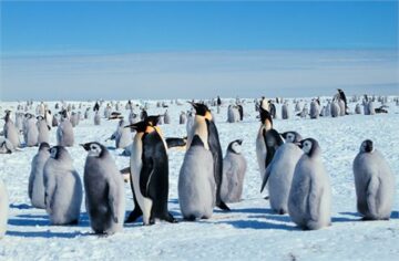 Emperor penguin colonies experiencing 'complete breeding failure' due to climate change
