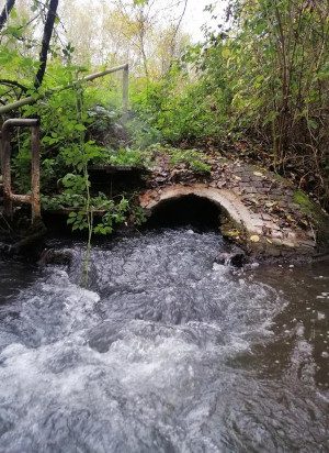 Bahkan air limbah yang diolah pun berdampak pada sungai kita, dan studi baru berupaya mengkarakterisasi pergeseran spesies | Lingkungan