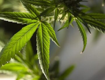 Florida AG Ashley Moody Intensifies Legal Battle Over Marijuana Ballot Proposal - Medical Marijuana Program Connection