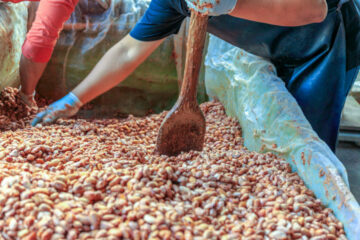 بعید است غنا تمام قراردادهای کاکائو را پس از برداشت ضعیف انجام دهد