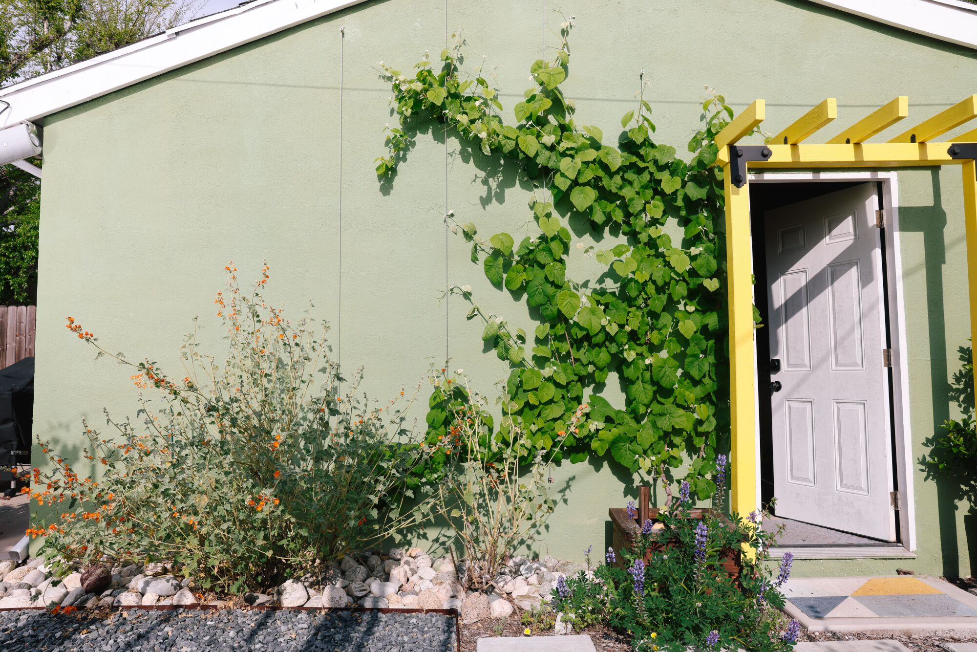Apricot mallow, left, desert grape vine, right, and arroyo lupine, bottom right, grow on the garage 