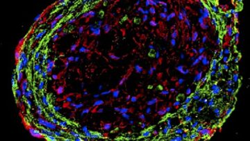 Gli organoidi del cuore ingannati con i nanofili hanno ripristinato la funzione cardiaca nei ratti
