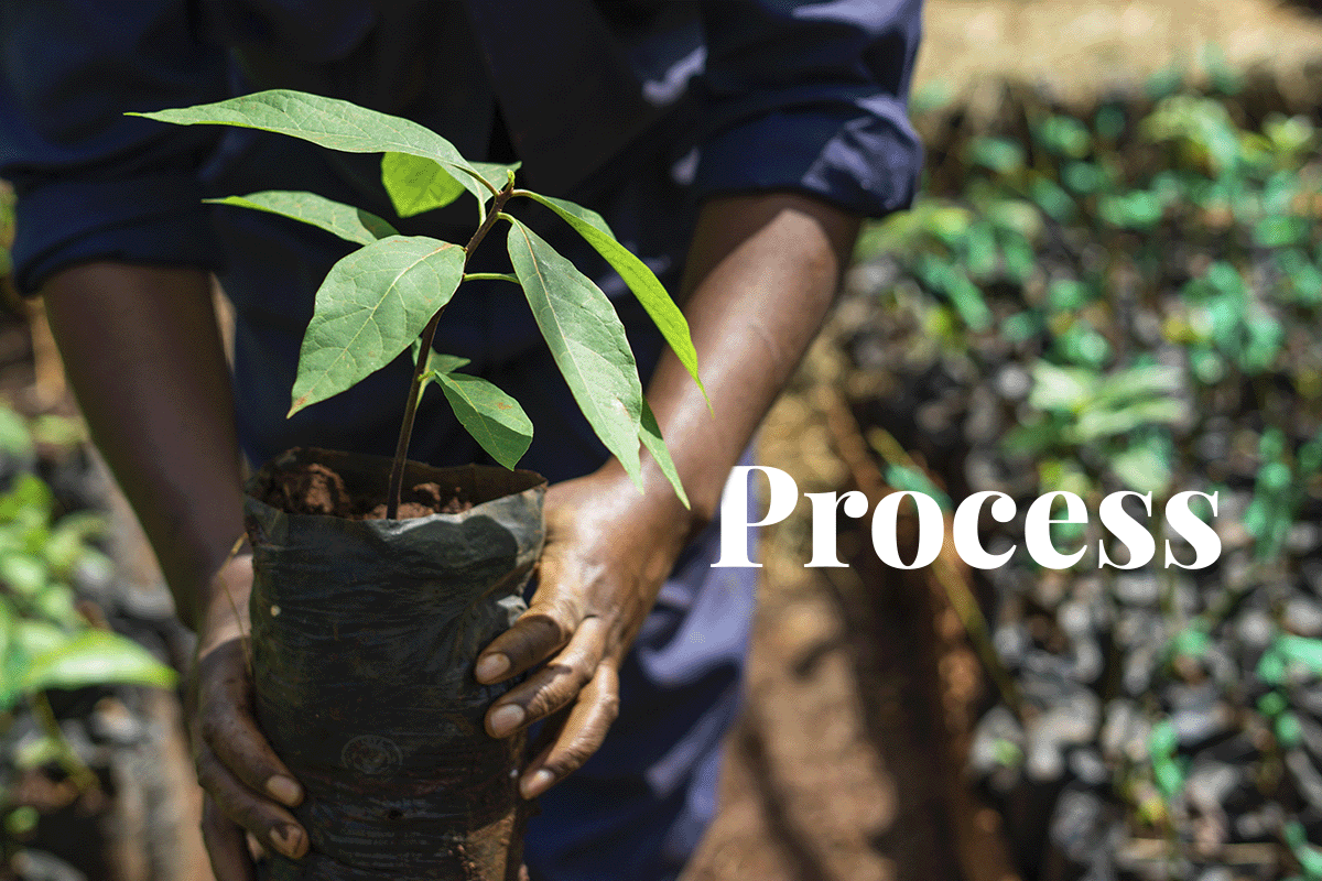 How are carbon credits issued_a worker holding a tree seedling_visual 1