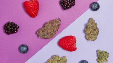 How to pair hashish with fruits: A journey with Hash Sommelier Sarah Jain