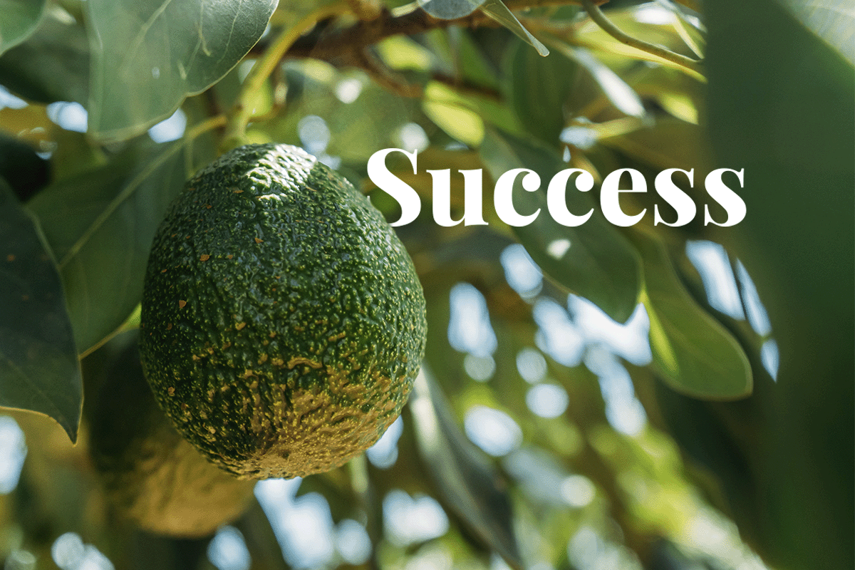 staying ahead of the curve on sustainability_tree with ripe avocados_visual 1