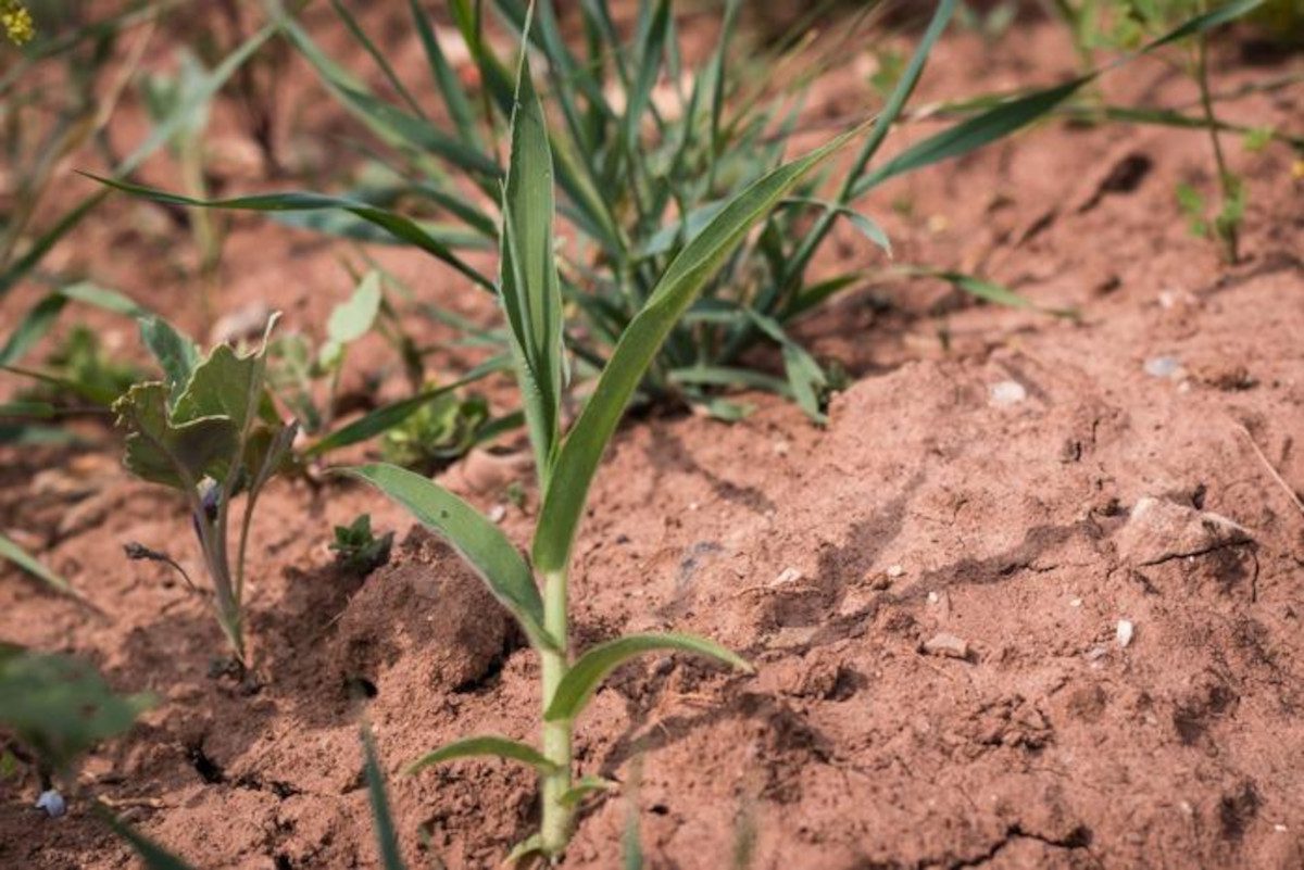 plants-on-dry-ground